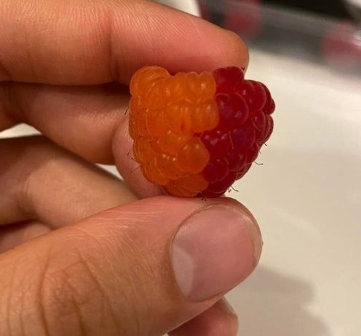 This raspberry is half-orange and half-red.