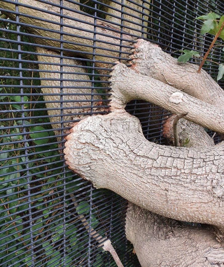 The way this tree has grown through this mesh fence is unbelievable.