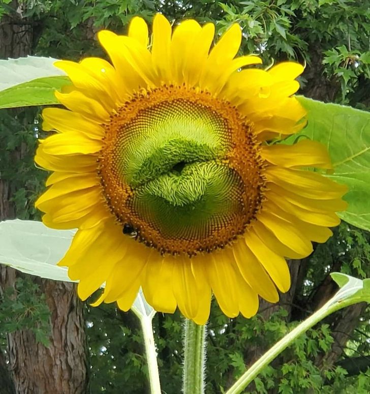 A sunflower that has lips