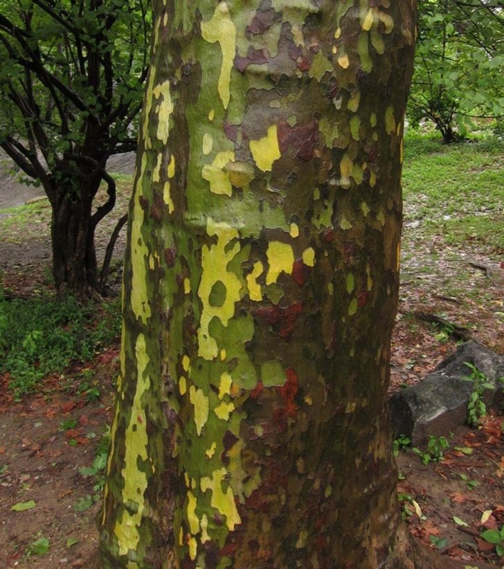 This tree has professional-looking camouflage.