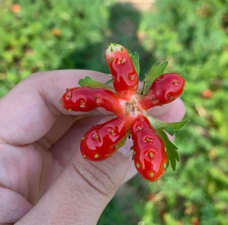 “I found a strawberry that looks like a star.”