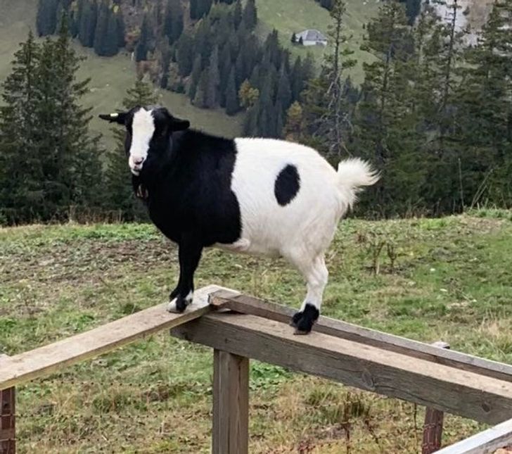 “This Yin and Yang goat I found in Switzerland”