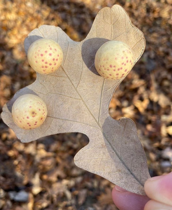 This leaf is covered with ball-shaped galls created by insects.