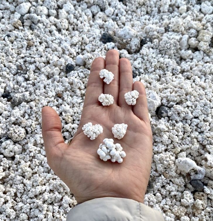 And these rhodoliths on the beach look like popcorn.