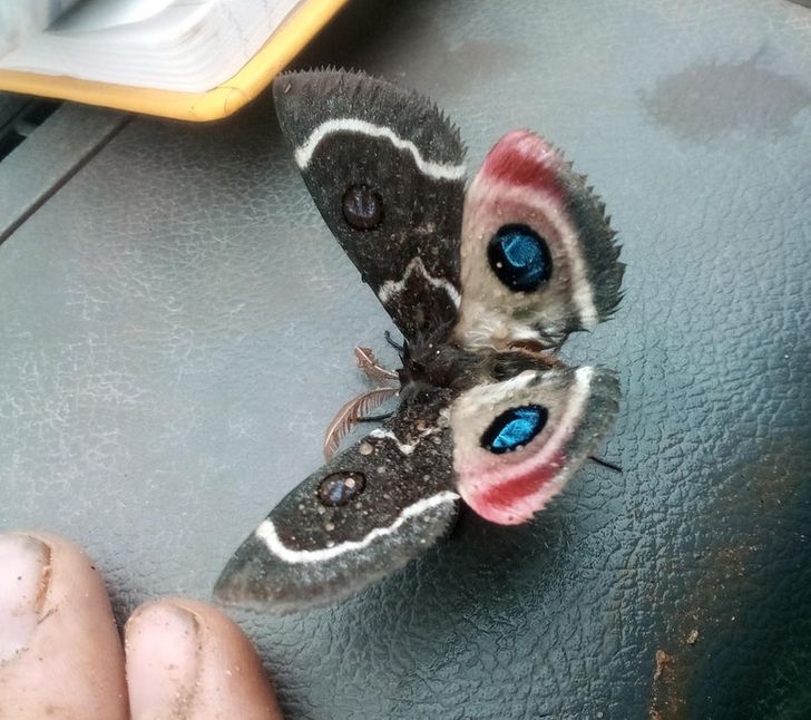 One half of this moth is black and white and the other part is colorful.