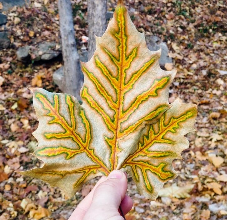 It looks like nature used all its creativity when coloring this leaf.