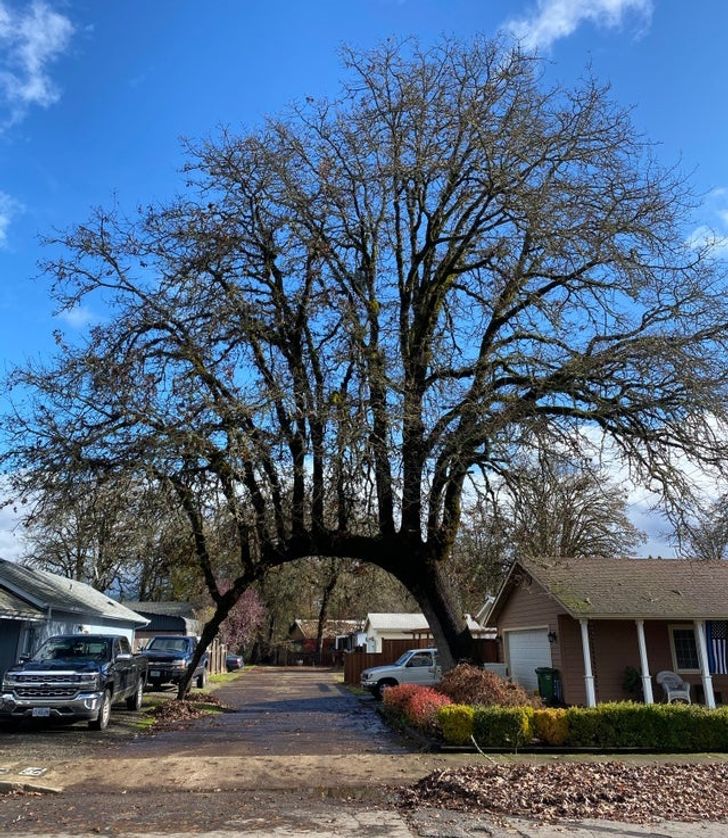 “This tree has grown across the driveway and sprouted more trees off the top.”