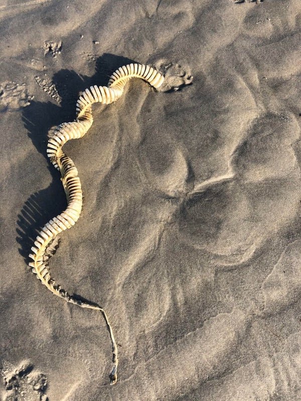 Looks like a spine of some sort? Found on the beach at the Jersey shore.

A: Whelk egg case