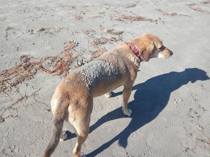 “What may look like wet sand on the back of our dog is actually rotting fish fat. It was meant to be a short stop by the sea on our road trip... 3 showers and 2 days later she still stinks.”