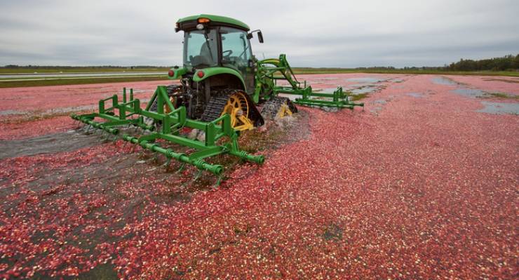 Cranberries grow in marshes, not on trees.