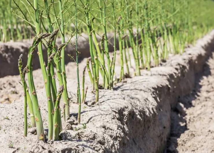 And asparagus grows straight outta the ground.