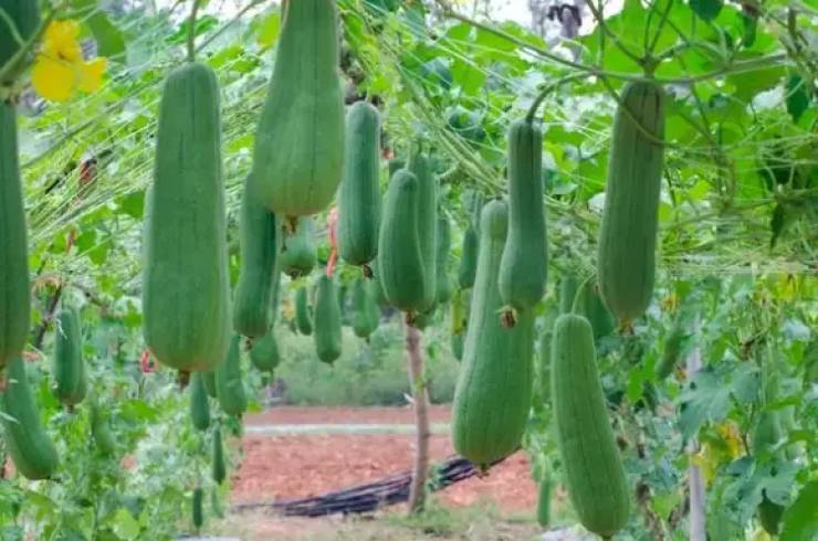 You know those loofahs you used to lather yourself with in the shower? They're actually grown in gourds.