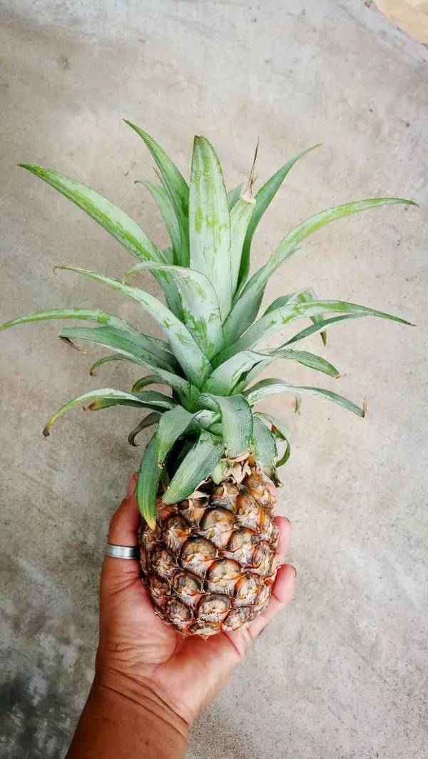 Pineapples take two to three years to grow.