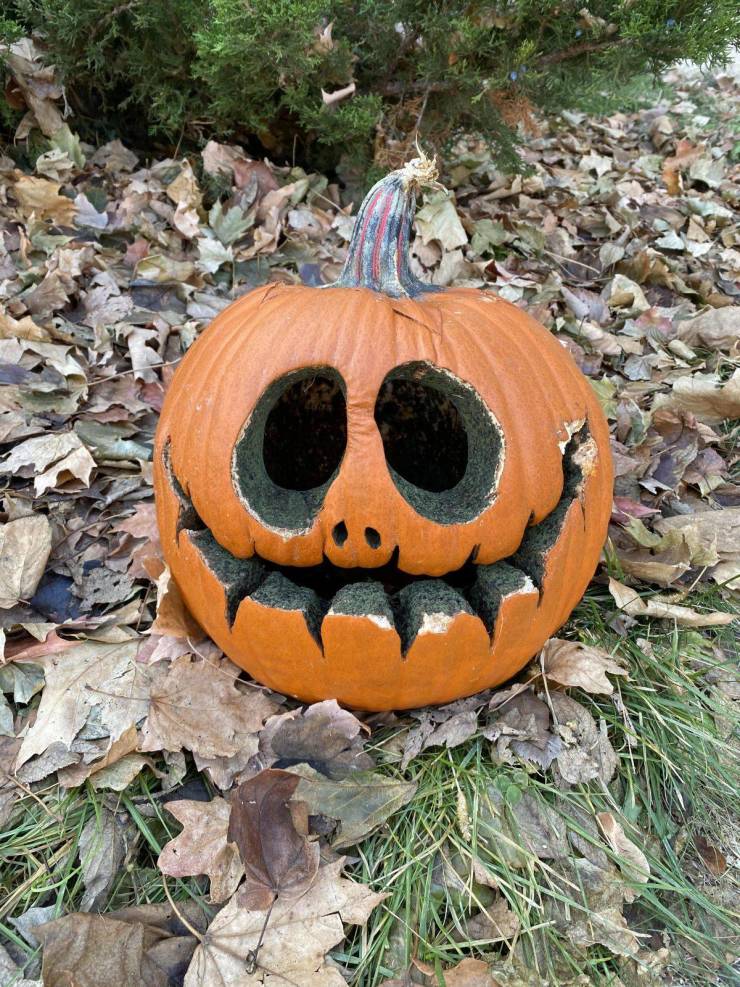 “The way this pumpkin has rotted is just creepy.”