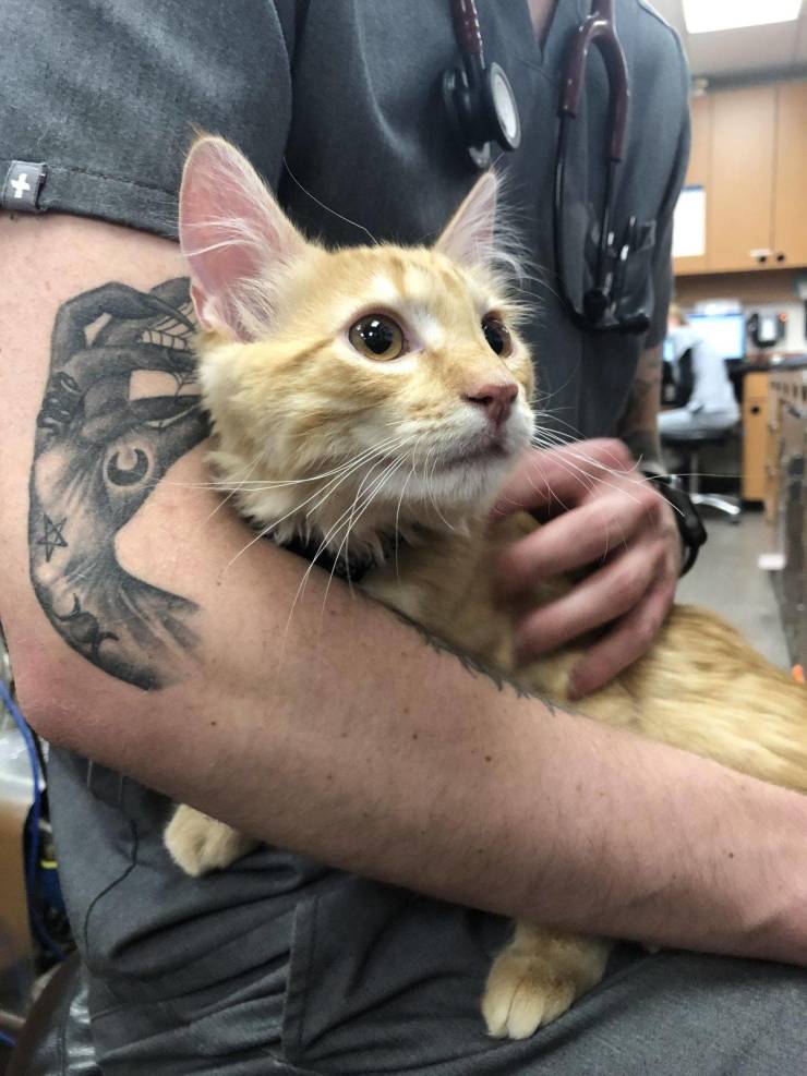 “It looks like my coworker’s tattoo is petting the kitten.”