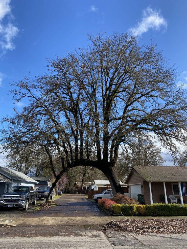 “This tree that has grown across the driveway and sprouted more trees off the top.”