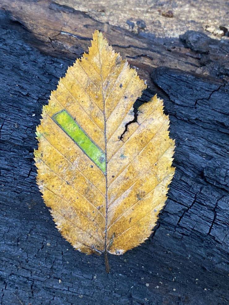 “The last bit of summer left in this leaf.”