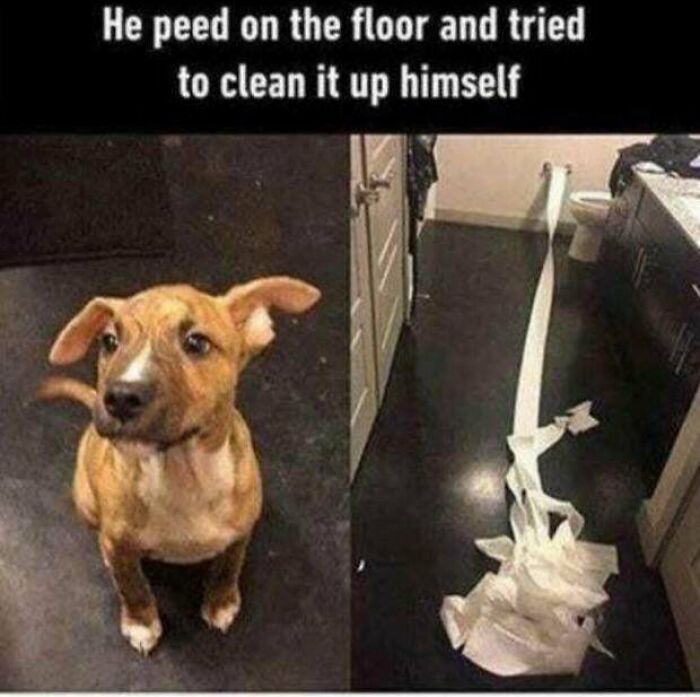he peed on the floor and tried - He peed on the floor and tried to clean it up himself