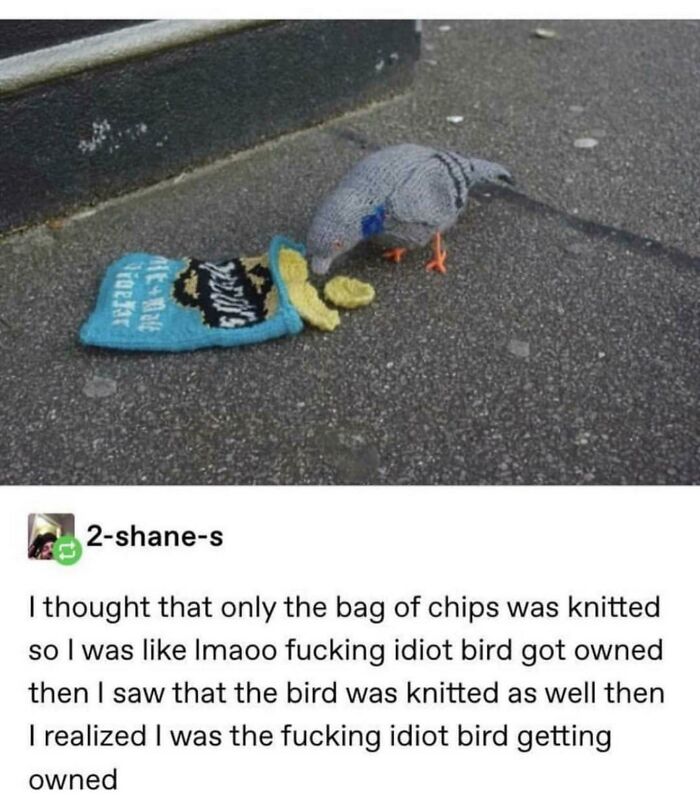 funny bird - lige har a{tu 1031 2shanes I thought that only the bag of chips was knitted so I was Imaoo fucking idiot bird got owned then I saw that the bird was knitted as well then I realized I was the fucking idiot bird getting owned