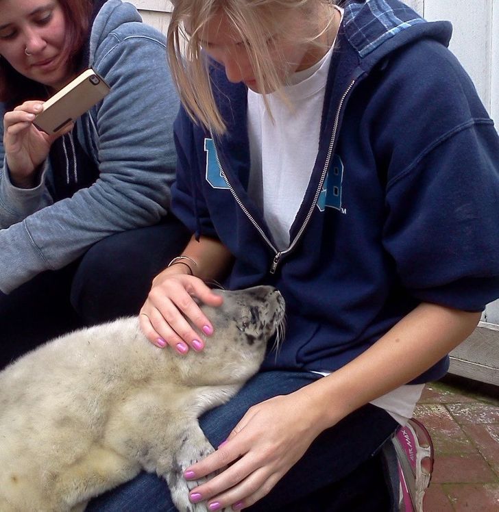 “My girlfriend works at a marine mammal rescue center. This little guy crawled into her lap today.”