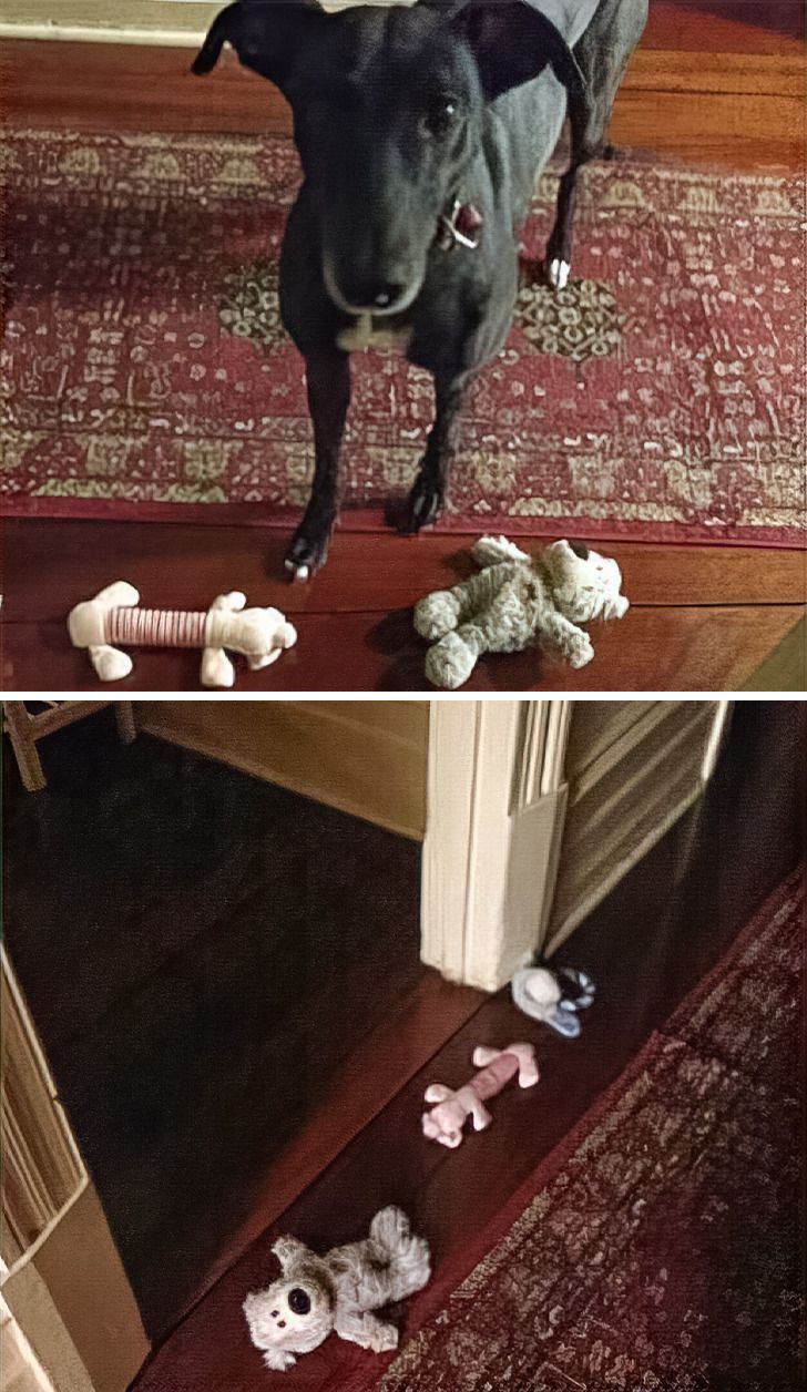 “My dog knew I was upset because I closed my door and I didn’t come out. She lined her favorite toys outside of my door.”