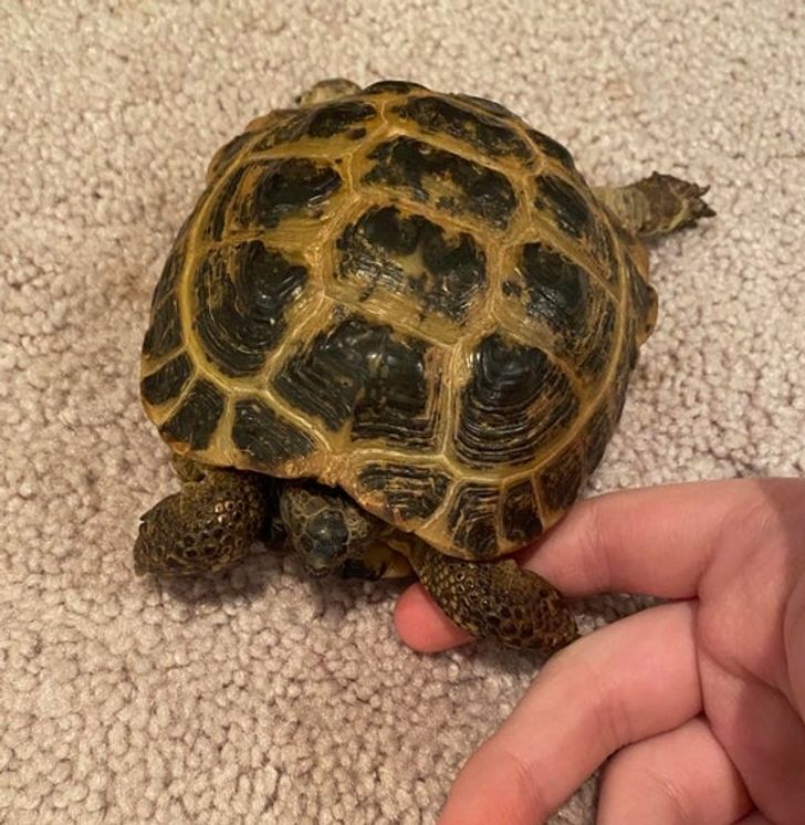 “My tortoise loves it when I hold his hand, he always goes to sleep after I do it.”