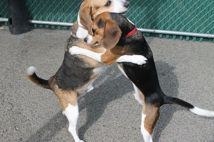 “Buddy the beagle hugging his best friend at doggy day care!”