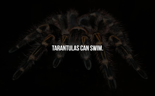 tarantula - Tarantulas Can Swim.