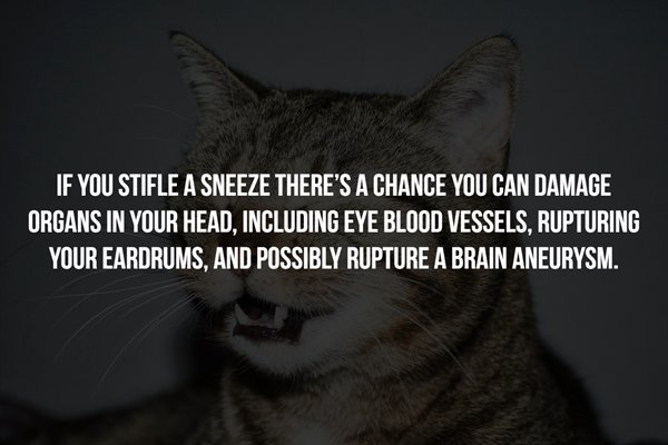 you night club - If You Stifle A Sneeze There'S A Chance You Can Damage Organs In Your Head, Including Eye Blood Vessels, Rupturing Your Eardrums, And Possibly Rupture A Brain Aneurysm.