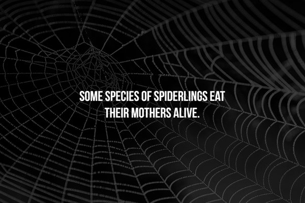 spider web - Some Species Of Spiderlings Eat Their Mothers Alive.