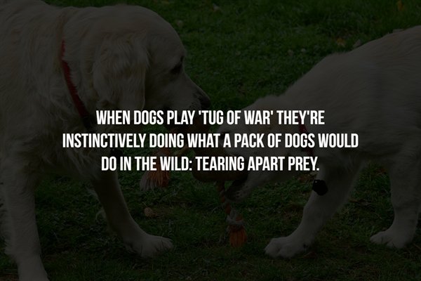 am meg - When Dogs Play 'Tug Of War' They'Re Instinctively Doing What A Pack Of Dogs Would Do In The Wild Tearing Apart Prey.