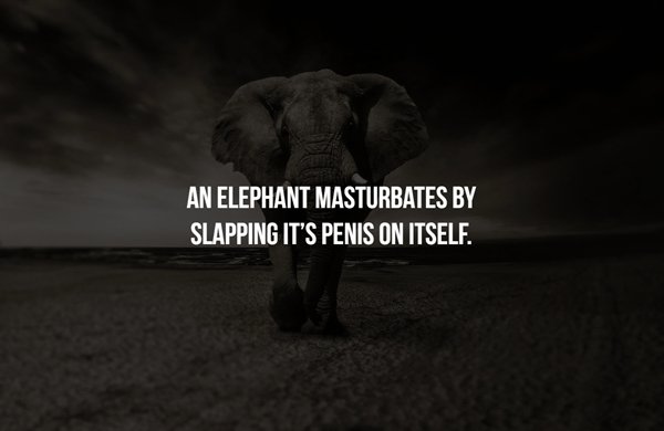 elephants and mammoths - An Elephant Masturbates By Slapping It'S Penis On Itself. .