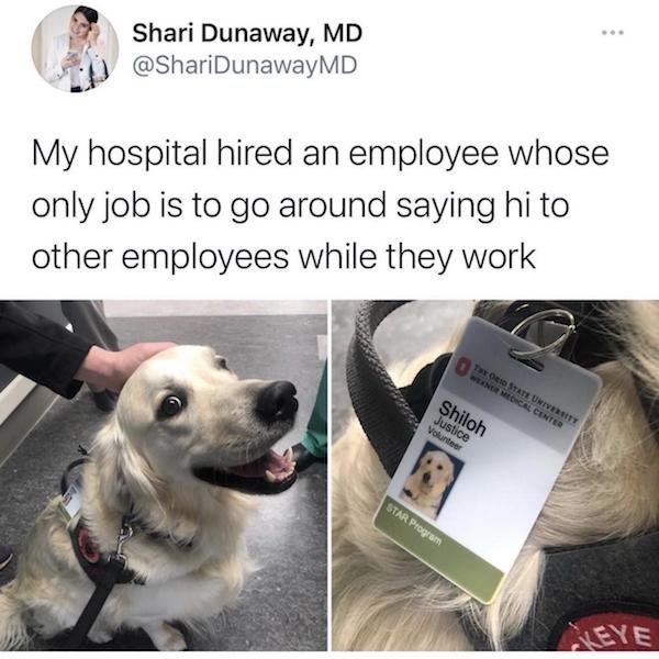 dog - Shari Dunaway, Md My hospital hired an employee whose only job is to go around saying hi to other employees while they work Tax O10 State University Nemocre Center Shiloh Justice Volunteer Star Program Leye
