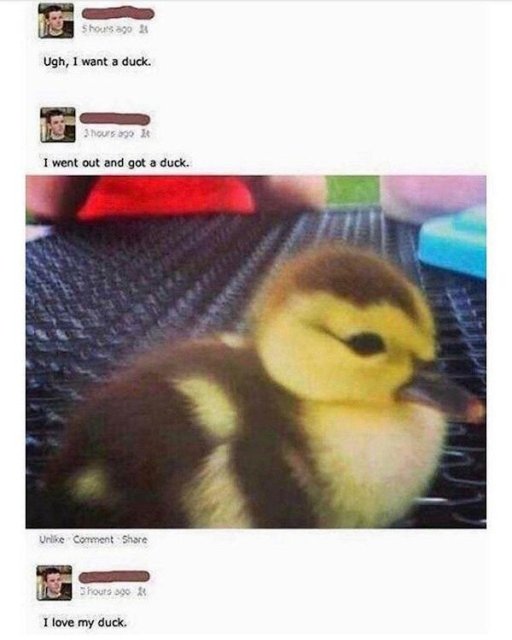 ugh i want a duck - Shours ago Ugh, I want a duck. 3 hours ago I went out and got a duck. Vilke Comment Shouts 390 I love my duck