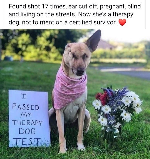german shepherd memes - Found shot 17 times, ear cut off, pregnant, blind and living on the streets. Now she's a therapy dog, not to mention a certified survivor. I Passed My Therapy Dog Test
