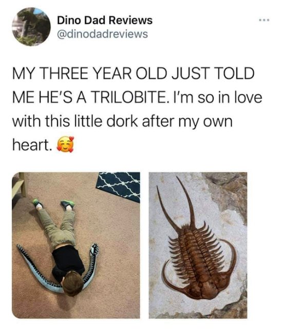 trilobite fossil - Dino Dad Reviews My Three Year Old Just Told Me He'S A Trilobite. I'm so in love with this little dork after my own heart.