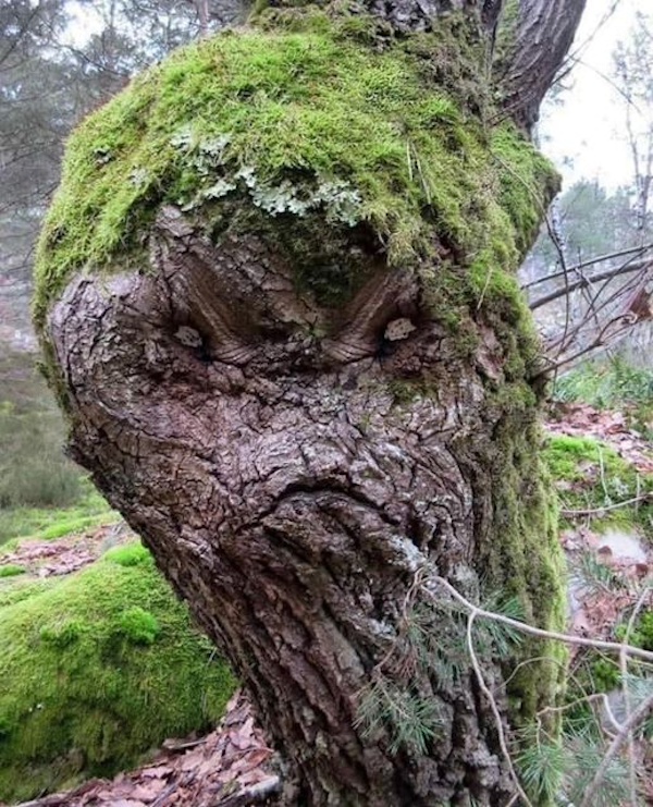 funny random photos - angry tree