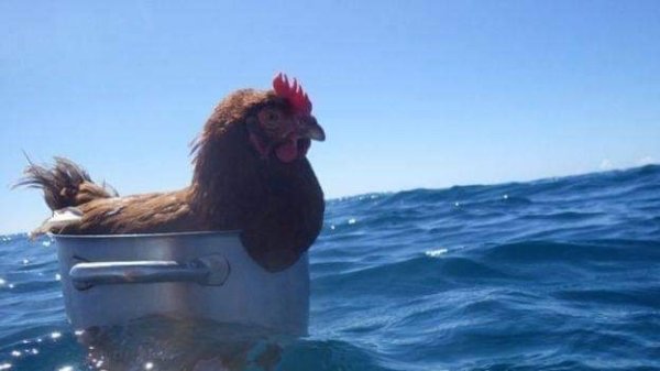 chicken on the sea