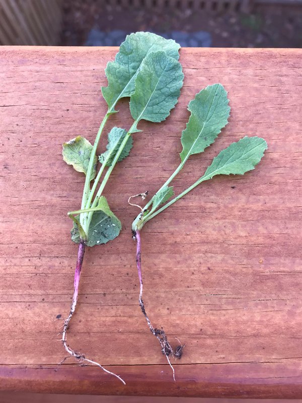 “I was so excited to harvest my radishes…but instead I get to join the tiny vegetable club.”