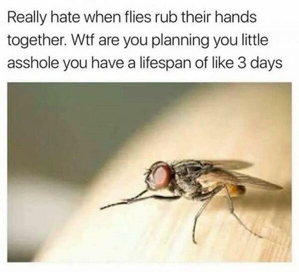 hate when flies rub their hands together - Really hate when flies rub their hands together. Wtf are you planning you little asshole you have a lifespan of 3 days