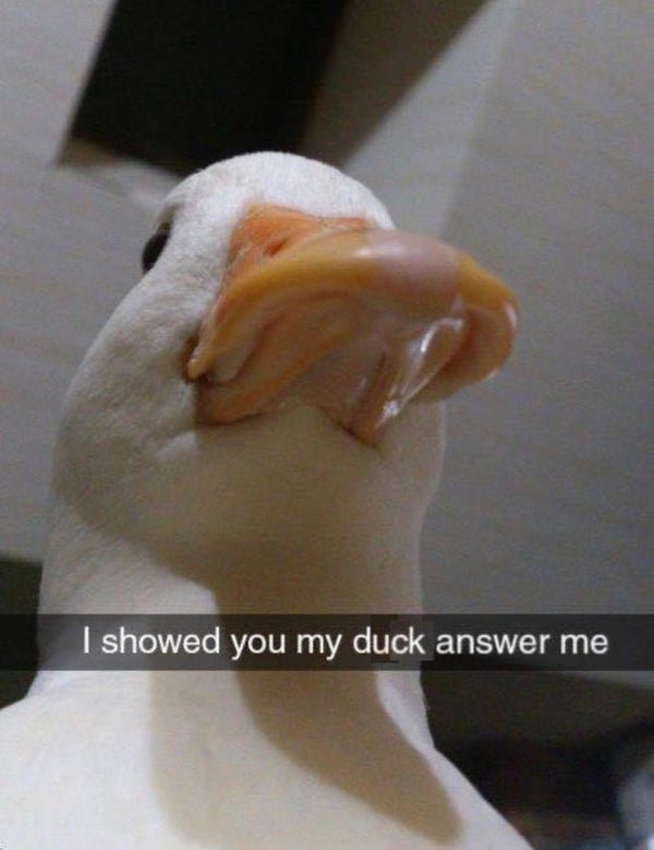 duck meme - I showed you my duck answer me