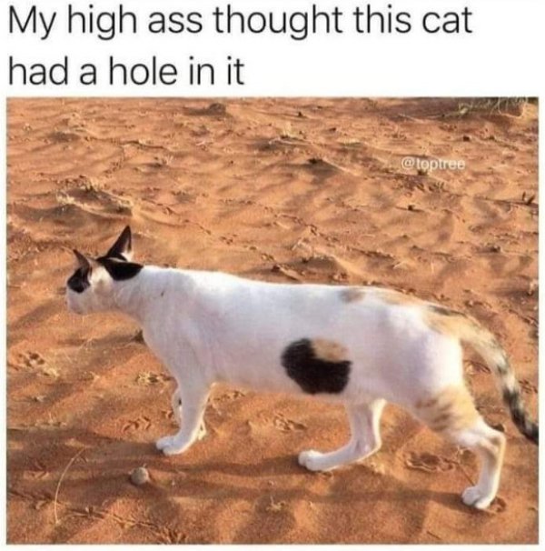 my high ass thought this cat had - My high ass thought this cat had a hole in it