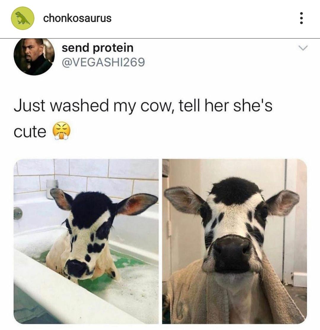 cow bath - chonkosaurus send protein Just washed my cow, tell her she's cute