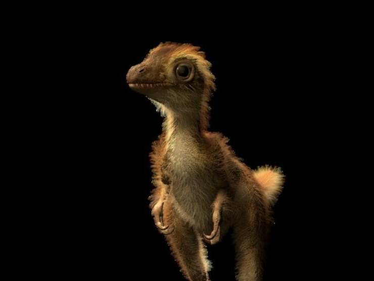 “What a baby T. rex might have looked like.”