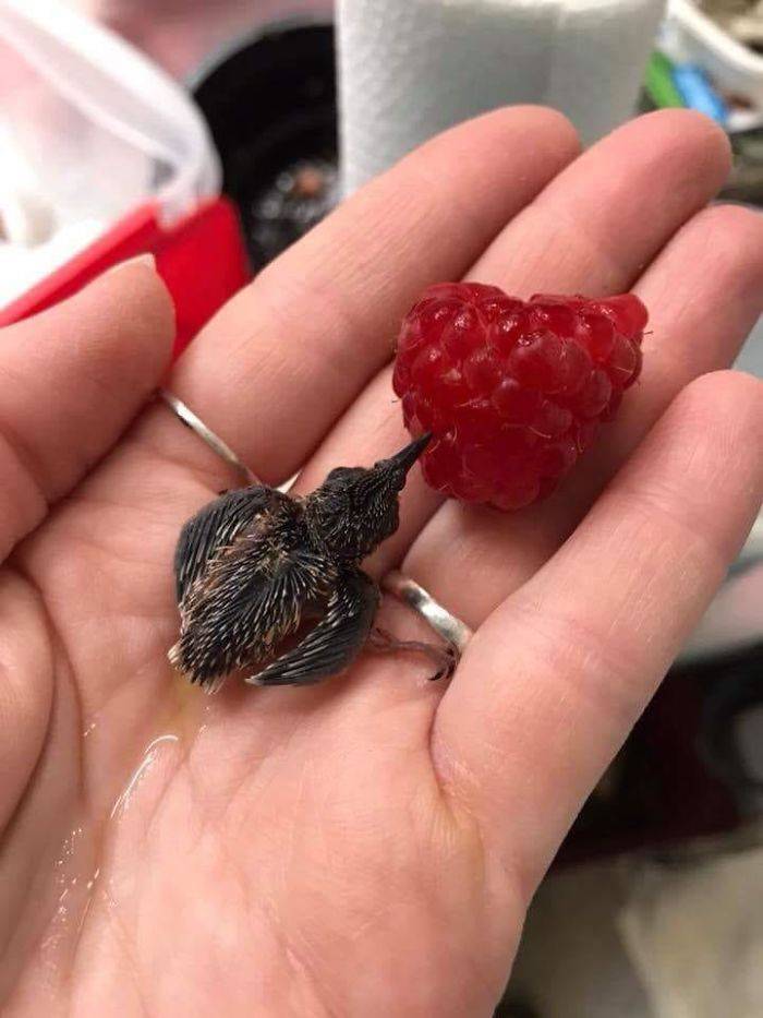 “Tiny Baby Hummingbird Compared To A Size Of A Raspberry.”