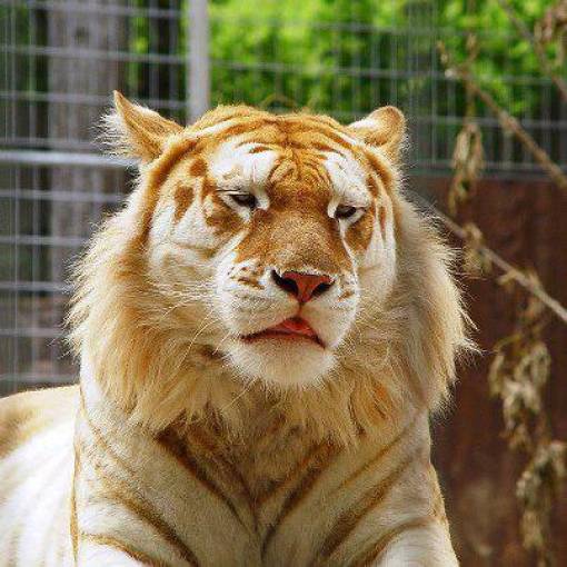 “Extremely rare golden tiger just chilling.”
