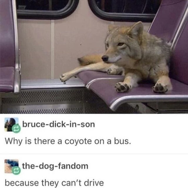 coyote on a bus - brucedickinson Why is there a coyote on a bus. thedogfandom because they can't drive