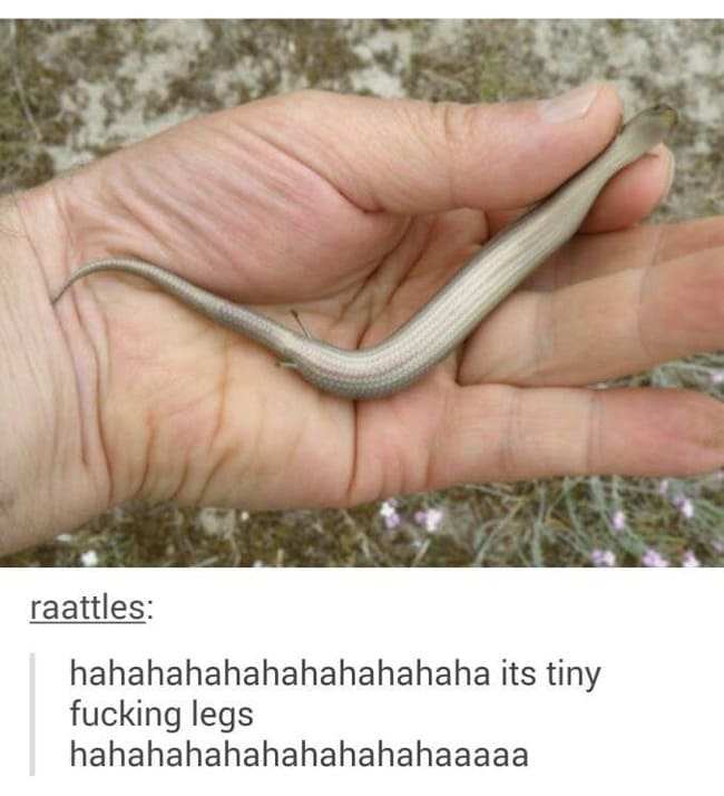 snake with tiny legs - raattles hahahahahahahahahahaha its tiny fucking legs hahahahahahahahahahaaaaa