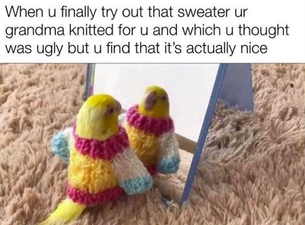 wholesome birb memes - When u finally try out that sweater ur grandma knitted for u and which u thought was ugly but u find that it's actually nice