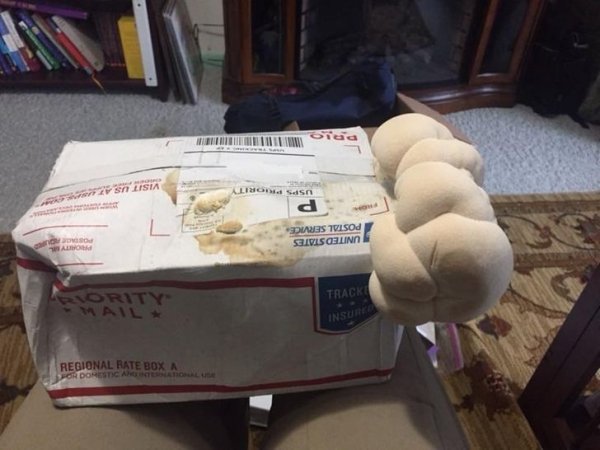 Took 2 months to receive this mushroom grow kit due to a misplaced package slip. It arrived like this.